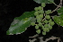  (Olea capensis - OM3168)  @11 [ ] CreativeCommons - Attribution Non-Commercial Share-Alike (2011) Olivier Maurin University of Johannesburg