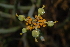  (Euphorbia mauritanica - OM3192)  @11 [ ] CreativeCommons - Attribution Non-Commercial Share-Alike (2011) Olivier Maurin University of Johannesburg