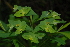  (Euphorbia striata - OM3234)  @11 [ ] CreativeCommons - Attribution Non-Commercial Share-Alike (2011) Olivier Maurin University of Johannesburg