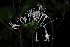 (Pavetta gerstneri - OM3273)  @11 [ ] CreativeCommons - Attribution Non-Commercial Share-Alike (2011) Olivier Maurin University of Johannesburg