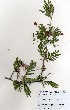  (Dichrostachys - OM3287)  @11 [ ] No Rights Reserved  Unspecified Unspecified