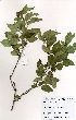  (Clerodendrum glabrum var. glabrum - OM3299)  @11 [ ] No Rights Reserved  Unspecified Unspecified