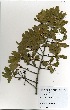  (Ochna pulchra - OM3301)  @11 [ ] No Rights Reserved  Unspecified Unspecified