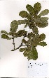  (Pavetta schumanniana - OM3307)  @11 [ ] No Rights Reserved  Unspecified Unspecified