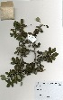  (Commiphora mollis - OM3315)  @11 [ ] No Rights Reserved  Unspecified Unspecified