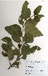  (Vangueria infausta - OM3319)  @11 [ ] No Rights Reserved  Unspecified Unspecified