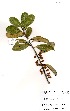  ( - OM3336)  @11 [ ] No Rights Reserved  Unspecified Unspecified