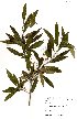  (Olea europea subsp. africana - OM3340)  @11 [ ] No Rights Reserved  Unspecified Unspecified