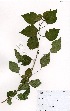  ( - OM3341)  @11 [ ] No Rights Reserved  Unspecified Unspecified