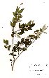  ( - OM3344)  @11 [ ] No Rights Reserved  Unspecified Unspecified