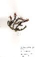  (Euphorbia aeruginosum - OM3349)  @11 [ ] No Rights Reserved  Unspecified Unspecified