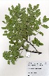 (Cassia abbreviata subsp. beareana - OM3388)  @11 [ ] No Rights Reserved  Unspecified Unspecified