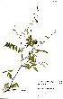  (Tephrosia retusa - OM3391)  @11 [ ] No Rights Reserved  Unspecified Unspecified