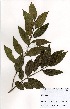  ( - OM3396)  @11 [ ] No Rights Reserved  Unspecified Unspecified
