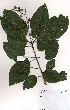  (Croton sylvaticus - OM3408)  @11 [ ] No Rights Reserved  Unspecified Unspecified