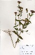  ( - OM3435)  @11 [ ] No Rights Reserved  Unspecified Unspecified