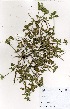  ( - OM3463)  @11 [ ] No Rights Reserved  Unspecified Unspecified
