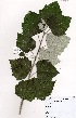 ( - OM3468)  @11 [ ] No Rights Reserved  Unspecified Unspecified