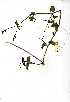  (Boerhavia cf. fallacissimus - OM0348)  @11 [ ] No Rights Reserved  Unspecified Unspecified