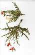  (Tricliceras - OM0356)  @11 [ ] No Rights Reserved  Unspecified Unspecified