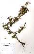  (Dyschoriste rogersii - OM0361)  @13 [ ] Unspecified (default): All Rights Reserved  Unspecified Unspecified
