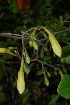  (Adenia digitata - OM3611)  @11 [ ] CreativeCommons - Attribution Non-Commercial Share-Alike (2011) Olivier Maurin University of Johannesburg