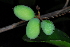  ( - OM3624)  @11 [ ] CreativeCommons - Attribution Non-Commercial Share-Alike (2013) Olivier Maurin University of Johannesburg, African Centre for DNA Barcoding (ACDB)