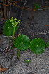  (Hydrocotyle bonariensis - OM3631)  @11 [ ] CreativeCommons - Attribution Non-Commercial Share-Alike (2011) Olivier Maurin University of Johannesburg