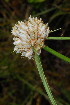  (Cyperus obtusiflorus var. obtusiflorus - OM3632)  @11 [ ] CreativeCommons - Attribution Non-Commercial Share-Alike (2011) Olivier Maurin University of Johannesburg