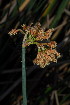  (Schoenoplectus scirpoides - OM3637)  @11 [ ] CreativeCommons - Attribution Non-Commercial Share-Alike (2011) Olivier Maurin University of Johannesburg