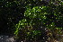  (Eugenia capensis subsp A - OM3641)  @11 [ ] CreativeCommons - Attribution Non-Commercial Share-Alike (2011) Olivier Maurin University of Johannesburg