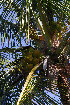  ( - OM3644)  @11 [ ] CreativeCommons - Attribution Non-Commercial Share-Alike (2011) Olivier Maurin University of Johannesburg