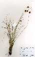  ( - OM3651)  @11 [ ] No Rights Reserved  Unspecified Unspecified