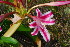  (Crinum stuhlmannii - OM3652)  @11 [ ] CreativeCommons - Attribution Non-Commercial Share-Alike (2011) Olivier Maurin University of Johannesburg