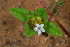 (Richardia brasiliensis - OM3653)  @11 [ ] CreativeCommons - Attribution Non-Commercial Share-Alike (2011) Olivier Maurin University of Johannesburg