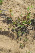  ( - OM3653)  @11 [ ] CreativeCommons - Attribution Non-Commercial Share-Alike (2011) Olivier Maurin University of Johannesburg