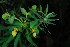  (Euphorbia epicyparissus - OM3655)  @11 [ ] CreativeCommons - Attribution Non-Commercial Share-Alike (2011) Olivier Maurin University of Johannesburg