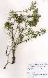  ( - OM3655)  @11 [ ] No Rights Reserved  Unspecified Unspecified