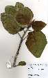  ( - OM3674)  @11 [ ] No Rights Reserved  Unspecified Unspecified