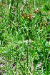  (Pycreus - OM3682)  @11 [ ] CreativeCommons - Attribution Non-Commercial Share-Alike (2011) Olivier Maurin University of Johannesburg