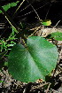  ( - OM3687)  @11 [ ] CreativeCommons - Attribution Non-Commercial Share-Alike (2011) Olivier Maurin University of Johannesburg