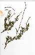  (Oxygonum dregeanum - OM0369)  @11 [ ] No Rights Reserved  Unspecified Unspecified