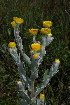  (Helichrysum decorum - OM3695)  @11 [ ] CreativeCommons - Attribution Non-Commercial Share-Alike (2011) Olivier Maurin University of Johannesburg