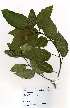  ( - OM3701)  @11 [ ] No Rights Reserved  Unspecified Unspecified