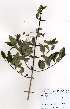  ( - OM3732)  @11 [ ] No Rights Reserved  Unspecified Unspecified