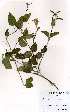  (Asystasia gangetica - OM3764)  @13 [ ] No Rights Reserved  Unspecified Unspecified