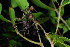  (Coptosperma littorale - OM3775)  @11 [ ] CreativeCommons - Attribution Non-Commercial Share-Alike (2011) Olivier Maurin University of Johannesburg