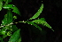  ( - OM3784)  @11 [ ] CreativeCommons - Attribution Non-Commercial Share-Alike (2013) Olivier Maurin University of Johannesburg, African Centre for DNA Barcoding (ACDB)