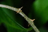  ( - OM3784)  @11 [ ] CreativeCommons - Attribution Non-Commercial Share-Alike (2013) Olivier Maurin University of Johannesburg, African Centre for DNA Barcoding (ACDB)