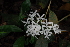  (Pavetta cooperi - OM3797)  @11 [ ] CreativeCommons - Attribution Non-Commercial Share-Alike (2011) Olivier Maurin University of Johannesburg